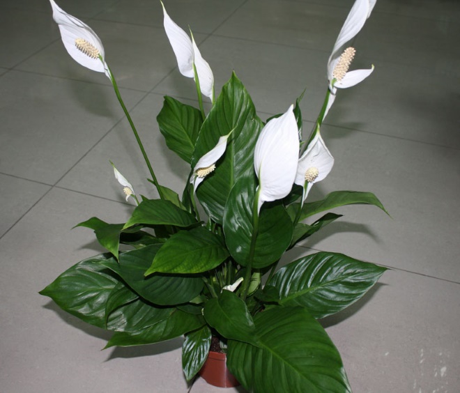 Спатифиллум (Spathiphyllum)