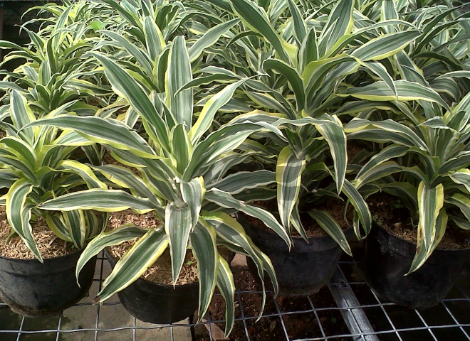 Драцена (Dracaena)