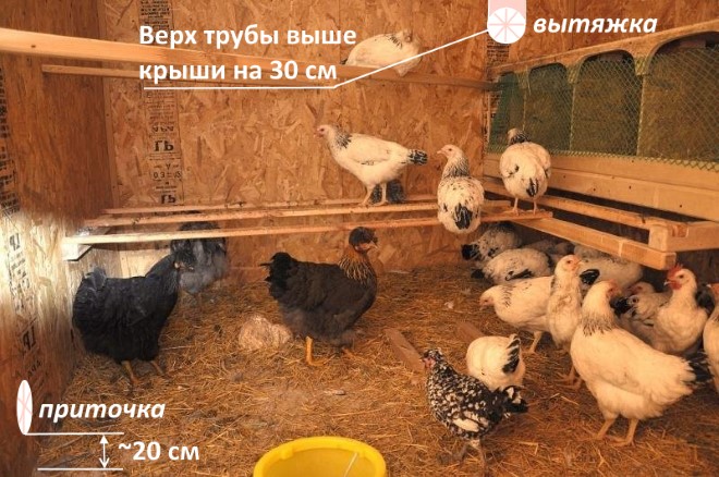 Приточно-вытяжная схема воздухообмена птичника